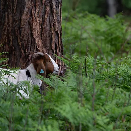 Vidsyn Midjas * Vistad