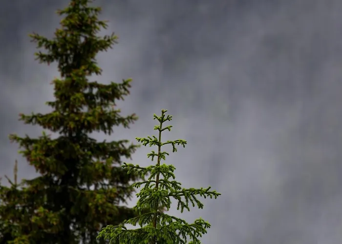 Camping Vidsyn Midjas *