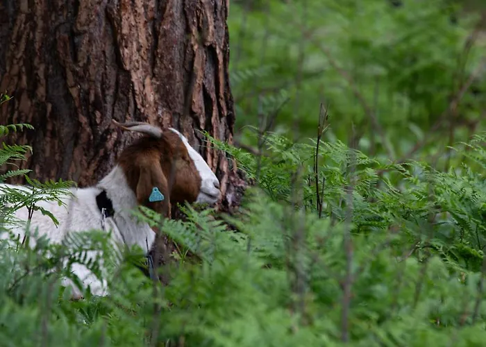 Vidsyn Midjas * Vistad